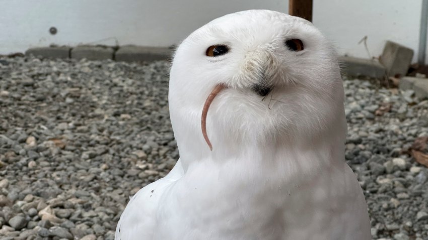 A snowy owl named Ghost eats a frozen rat at the Bird Treatment and Learning Center on Feb. 6, 2025, in Anchorage, Alaska. The center is among animal shelters and zoos around the country providing cathartic avenues for the scorned to get a little revenge on Valentine’s Day.